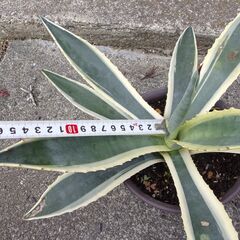 リュウゼツラン　竜舌蘭　斑入り　アガベ　アメリカーナの画像