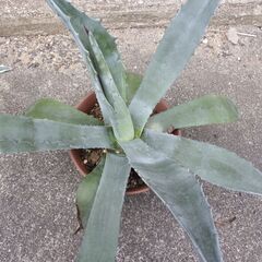 青の竜舌蘭　アオノリュウゼツラン　アガベ　アメリカーナ　の画像