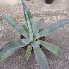 青の竜舌蘭　アオノリュウゼツラン　アガベ　アメリカーナ　の画像