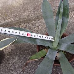 青の竜舌蘭　アオノリュウゼツラン　アガベ　アメリカーナ　の画像