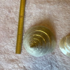 タカセガイ　貝殻　インテリアの画像