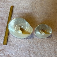 タカセガイ　貝殻　インテリアの画像