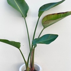 取り引き中　観葉植物　クワズイモ、オーガスタの画像