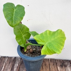 取り引き中　観葉植物　クワズイモ、オーガスタの画像