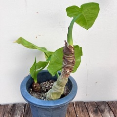 取り引き中　観葉植物　クワズイモ、オーガスタの画像