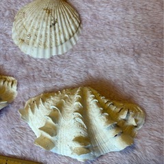 ヒレジャコガイ　ホタテ貝殻　インテリアの画像
