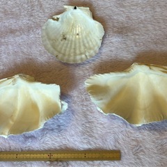 ヒレジャコガイ　ホタテ貝殻　インテリアの画像