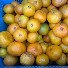 有田みかん　農家さんより直送　350k １キロ200円　別途配達可能の画像