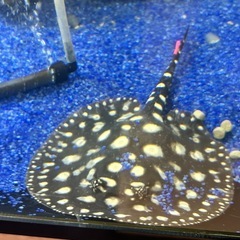 白玉 ダイヤモンドポルカ♀の画像