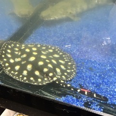 白玉 ダイヤモンドポルカ♀の画像