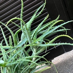 大きく育ったアロエ苗のみの画像