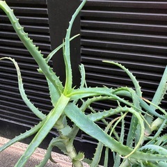 大きく育ったアロエ苗のみの画像