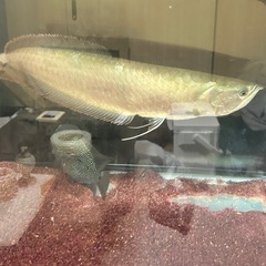 シルバーアロワナの画像