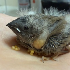 ノーマルキンカチョウの雛10/17生まれ里親募集