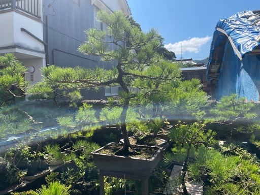 盆栽 くろまつ黒松