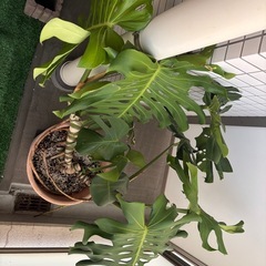 大きな葉のモンステラの画像