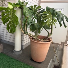大きな葉のモンステラの画像