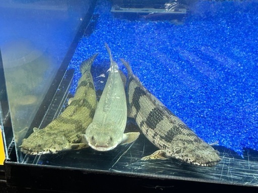 マリ産 ワイルド エンドリケリー、ビキールコリバ