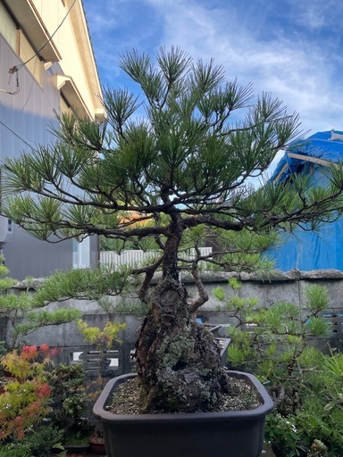 盆栽 くろま黒松