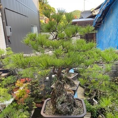 盆栽 くろま黒松の画像