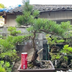 盆栽 くろま黒松の画像