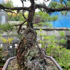 盆栽 くろま黒松の画像