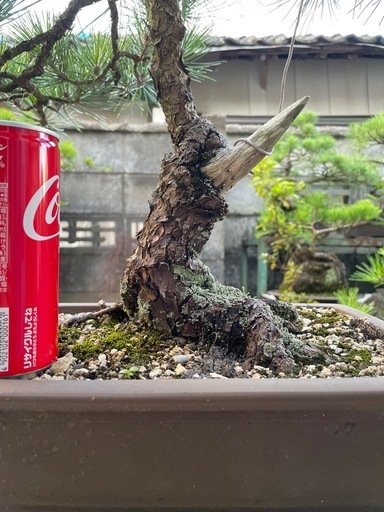 盆栽 くろま黒松