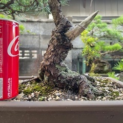 盆栽 くろま黒松の画像