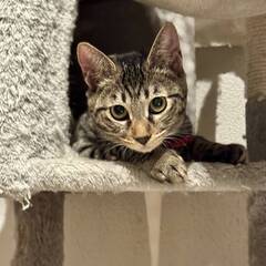 ★里親様✨募集致します★推定5カ月ゆあちゃん※11/8(土)あい...