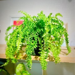 🉐育てやすい可愛い観葉植物 もりもりのネフロレピス　ツデー　ツディ　の画像