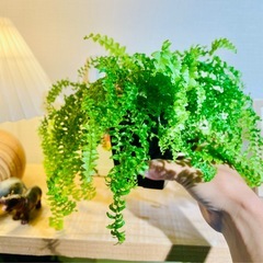 🉐育てやすい可愛い観葉植物 もりもりのネフロレピス　ツデー　ツディ　の画像