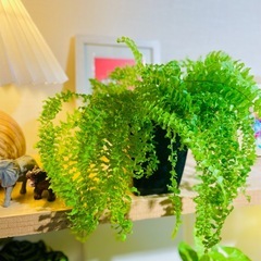 🉐育てやすい可愛い観葉植物 もりもりのネフロレピス　ツデー　ツディ　の画像