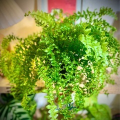 🉐育てやすい可愛い観葉植物 もりもりのネフロレピス　ツデー　ツディ　の画像
