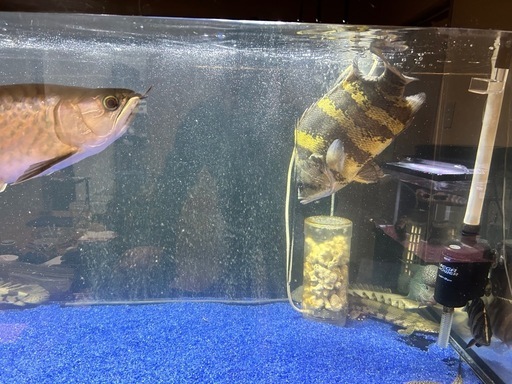 ニューギニアダトニオ