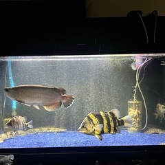 ニューギニアダトニオの画像