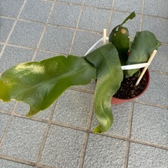 月下美人の苗の画像