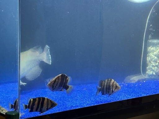 ダトニオプラスワン
