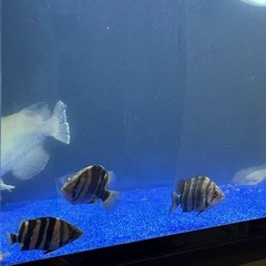 ダトニオプラスワンの画像