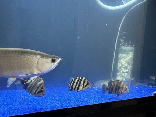 ダトニオプラスワン