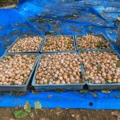 一旦停止　銀杏　ぎんなん　果肉付き（残り少）の画像