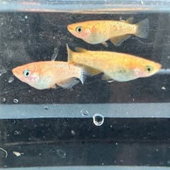 メダカ 蜜柑🍊1ペア＋メス 極上の画像