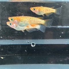メダカ 蜜柑🍊1ペア＋メス 極上の画像