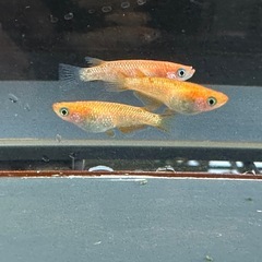 メダカ 蜜柑🍊1ペア＋メス 極上の画像
