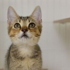 11/3(祝月) 25頭譲渡会。4ヶ月足長マンチカン♂【里親募集】