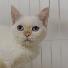 11/3(祝月) 25頭譲渡会。4ヶ月足長マンチカン♂【里親募集】