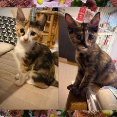 すずちゃんとらんちゃん2ヶ月姉妹👭人が大好き❤️猫ちゃん初…