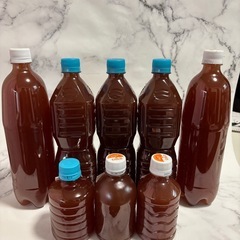 メダカ、祝🎉600回‼️の画像