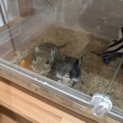 グラスハーモニー450の画像