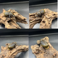 【新成虫トリオ♂♀♀】 DHモリシマイ♂116mm♀57mm♀単60mm ※送料事前連絡にて変更可 ※直接受け渡しに変更可の画像