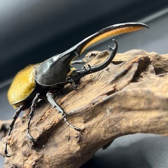 【新成虫トリオ♂♀♀】 DHモリシマイ♂116mm♀57mm♀単60mm ※送料事前連絡にて変更可 ※直接受け渡しに変更可の画像